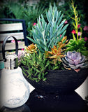 The Succulent Art Print 11X14